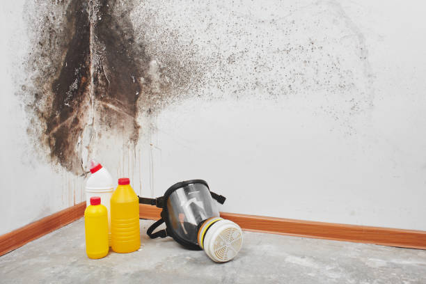 Best Emergency Mold Removal  in New Haven, IN