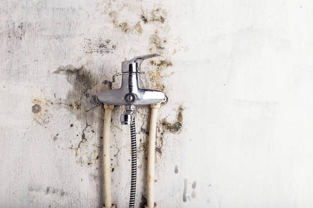 Best Mold Testing and Removal  in New Haven, IN