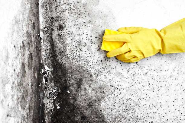 Best Mold Testing  in New Haven, IN