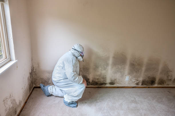 Crawl Space Mold Removal in New Haven, IN