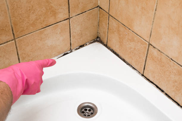 Mold Testing and Removal in New Haven, IN
